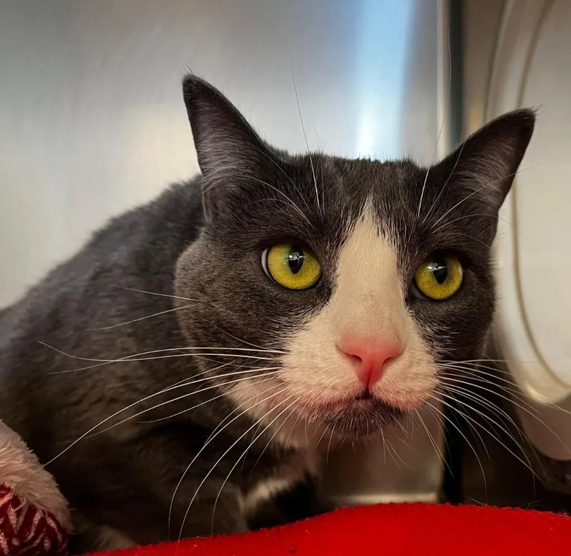 An adult medium-sized female Domestic Short Hair cat named Wednesday for adoption in Logan, UT