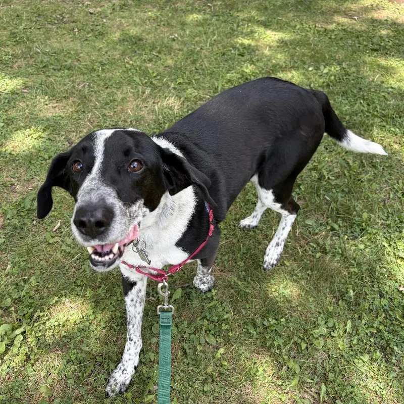A senior medium-sized male Black Mixed Breed dog named Hank for adoption in Hinsdale, IL
