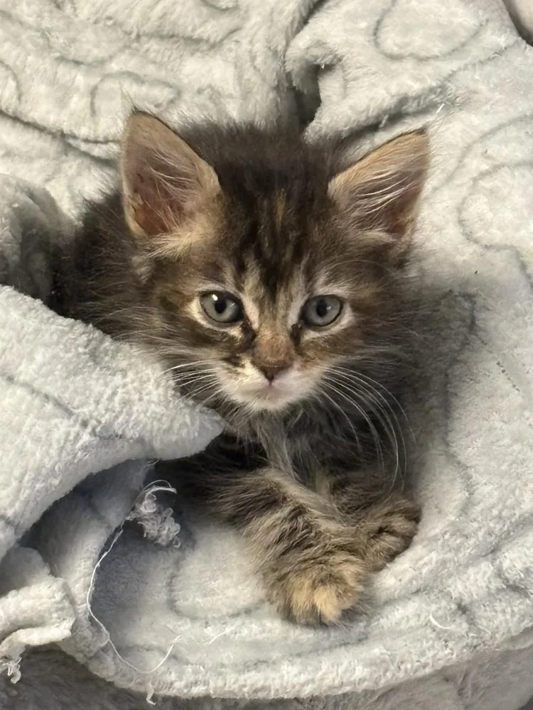 A baby small-sized female Domestic Medium Hair cat named Junie B for adoption in Wellington, FL
