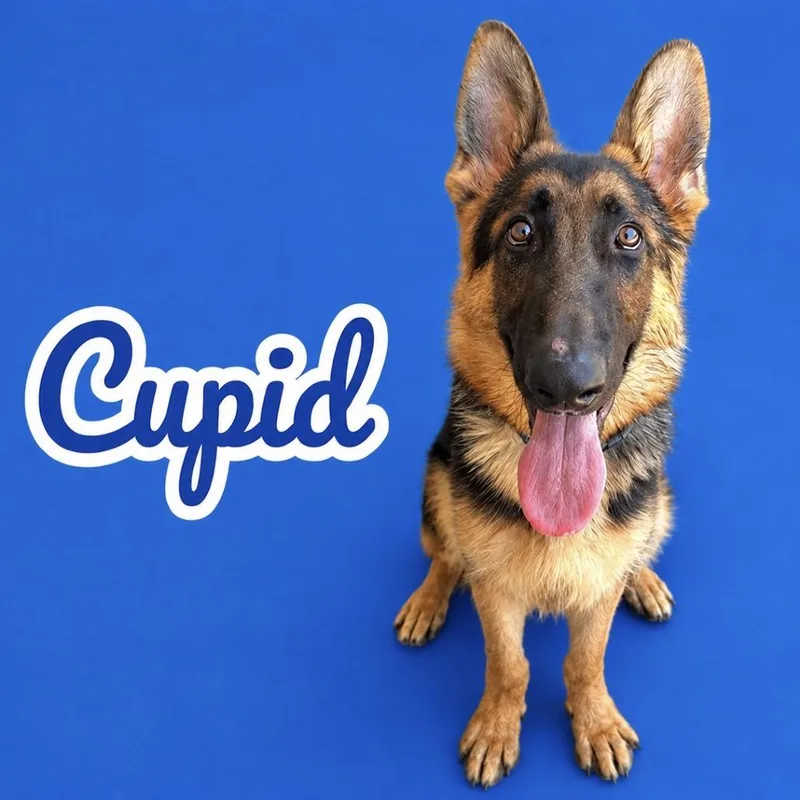 A young medium-sized male Black German Shepherd Dog dog named Cupid for adoption in Scottsdale, AZ