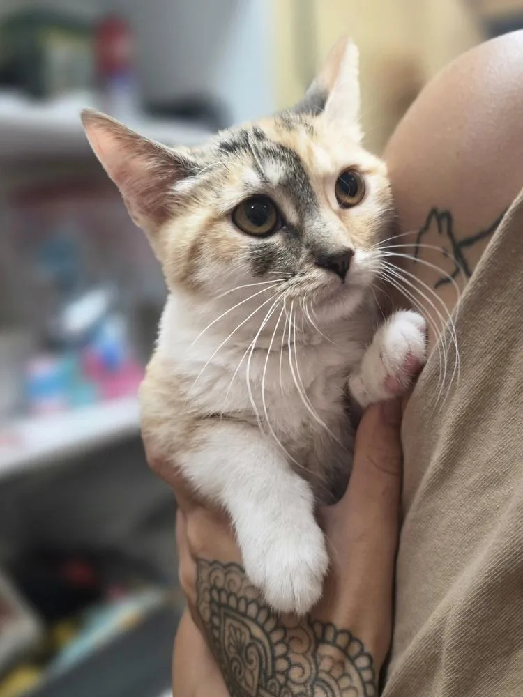 A baby small-sized female White Domestic Short Hair cat named Cash for adoption in Metamora, IL