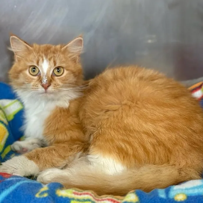 A young large-sized female Orange & White Domestic Long Hair cat named Peeps for adoption in Greensburg, PA