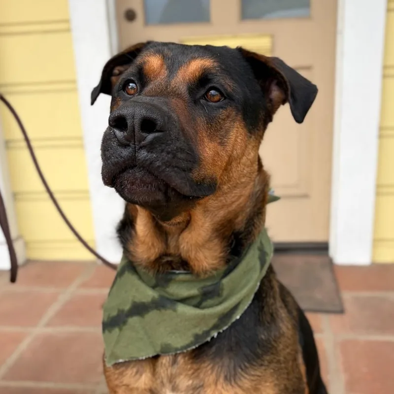 An adult large-sized male Brown / Chocolate Black Mouth Cur dog named King for adoption in Santa Barbara, CA