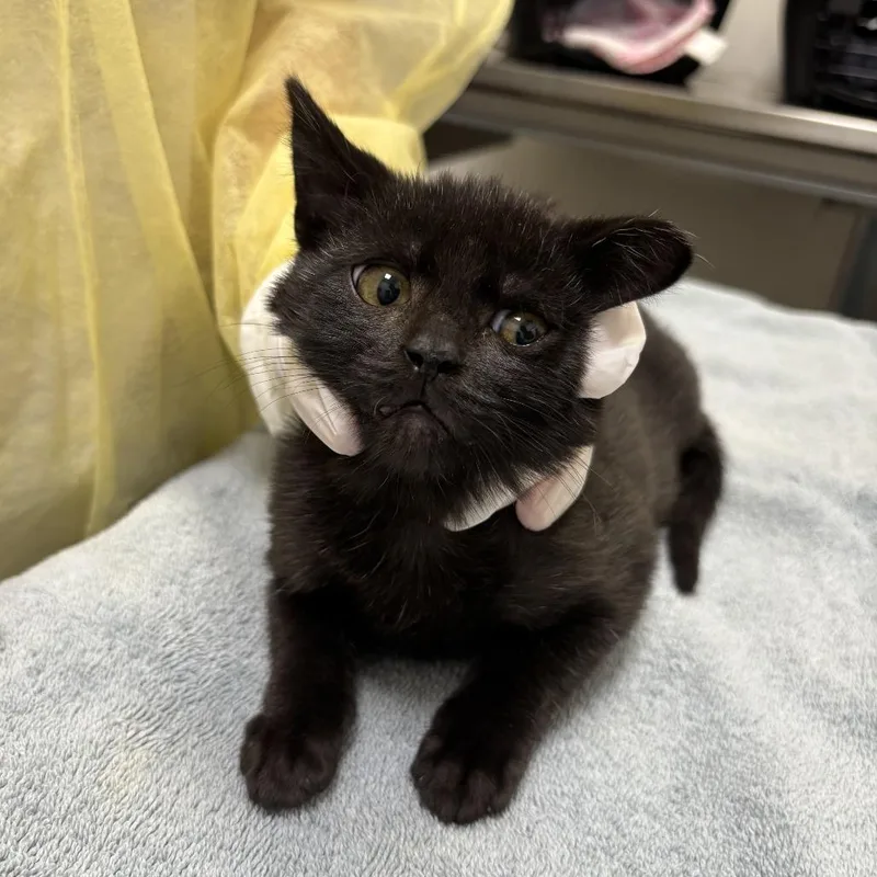 A baby small-sized female Black Domestic Short Hair cat named Spitfire for adoption in Evanston, IL