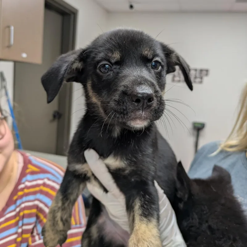 A baby small-sized female Black Shepherd dog named Kammy Kam for adoption in Cleveland, MS