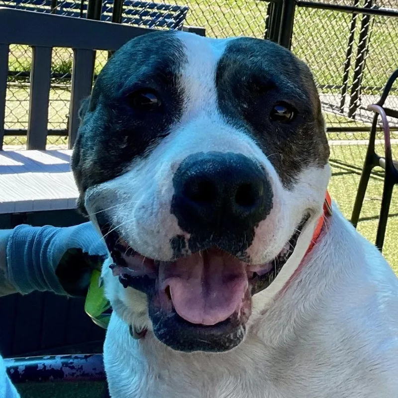 Sniff A Doodle thumbnail 5