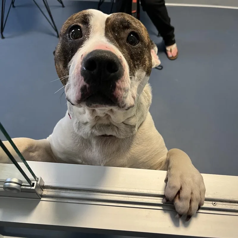 Sniff A Doodle thumbnail 6