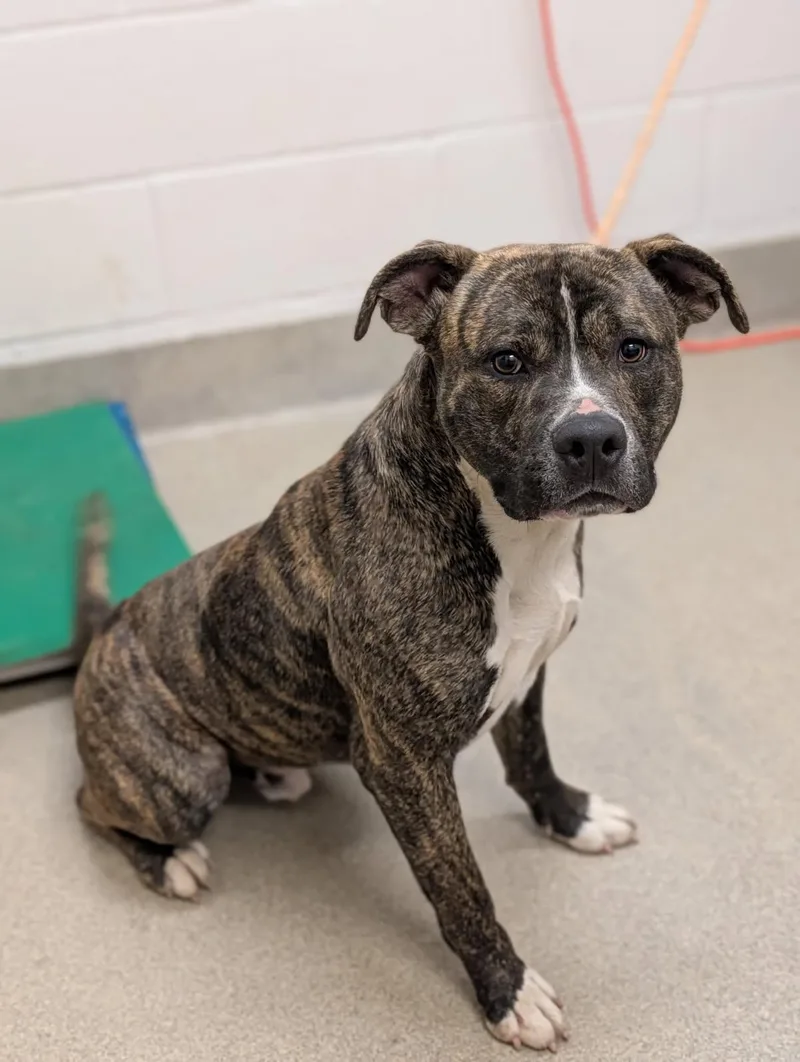 An adult large-sized male Brindle Pit Bull Terrier dog named Buckwald for adoption in Mount Vernon, OH