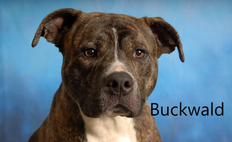 Buckwald thumbnail 2