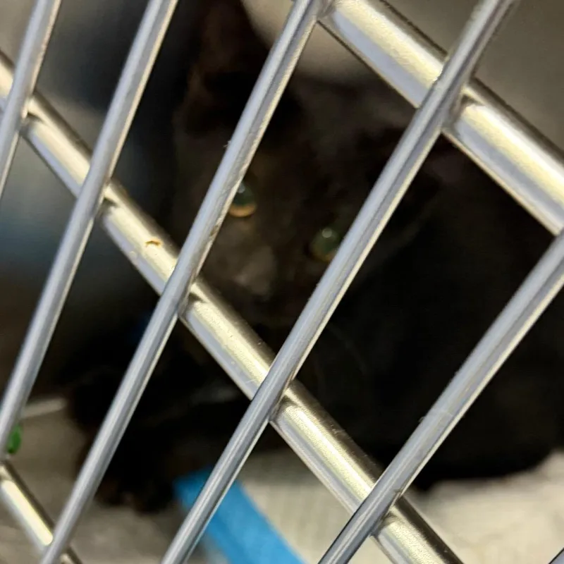 A baby small-sized male Black Domestic Short Hair cat named Boiled Peanuts for adoption in Greensboro, NC