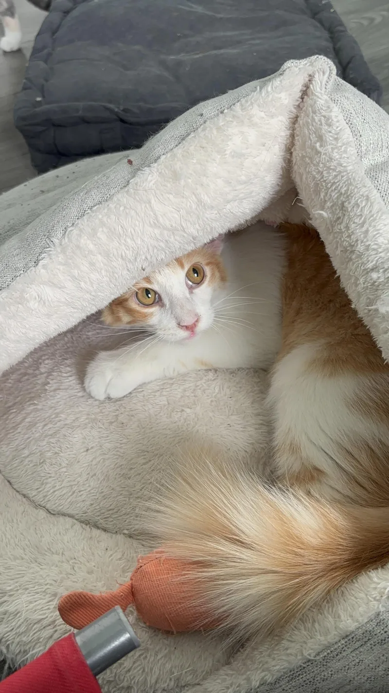 Tangelo Lapcat Lover Boy thumbnail 2