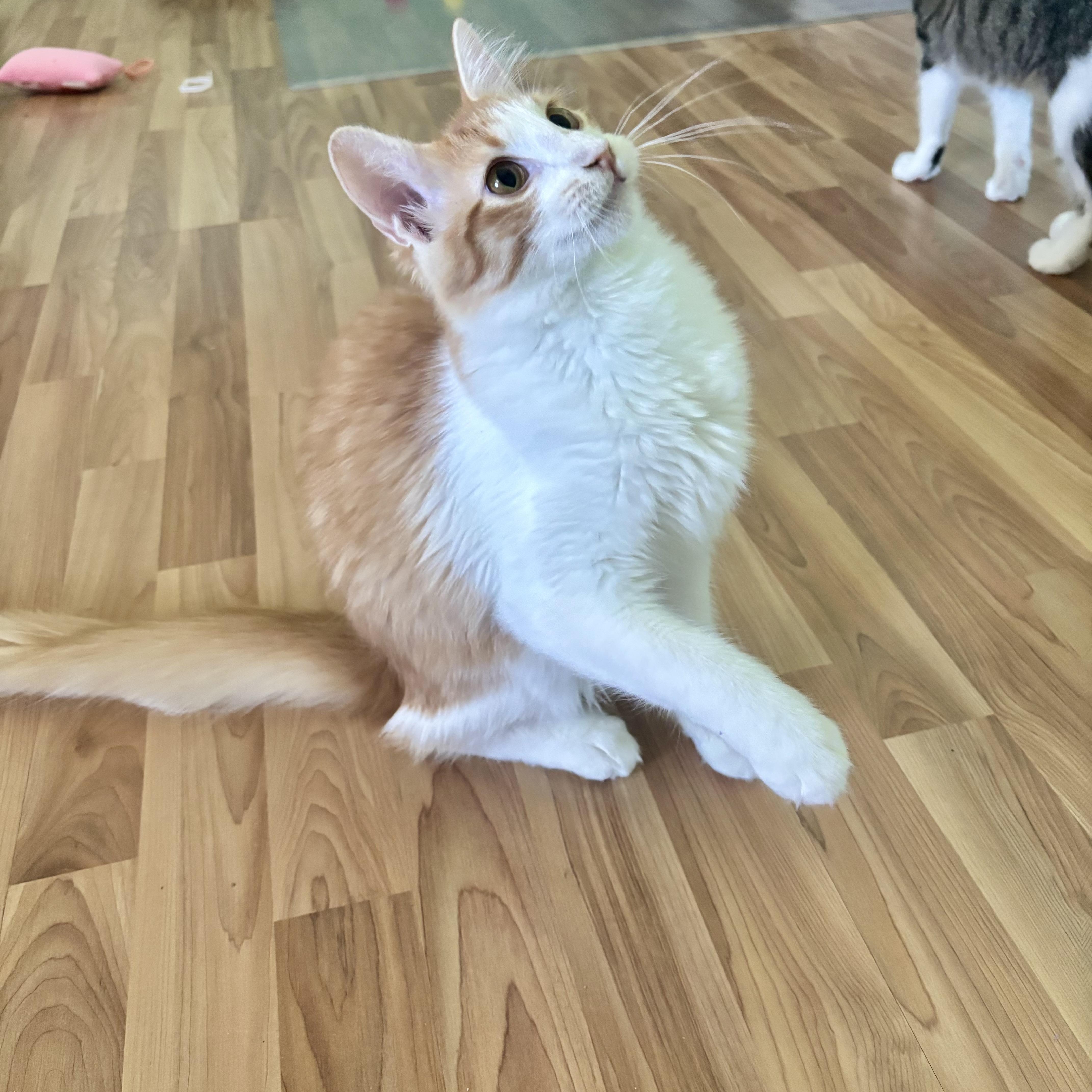 Tangelo Lapcat Lover Boy