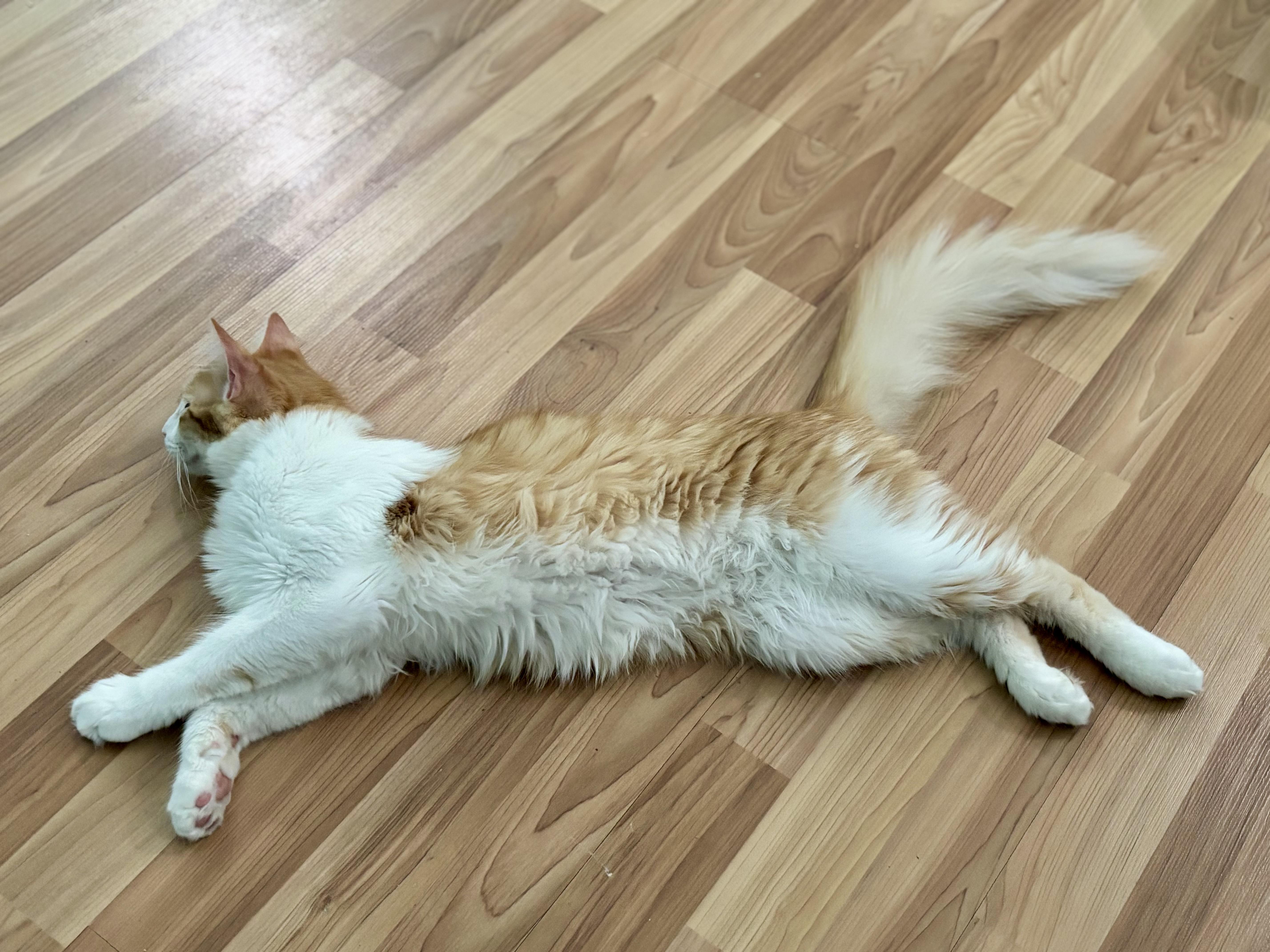 Tangelo Lapcat Lover Boy thumbnail 3