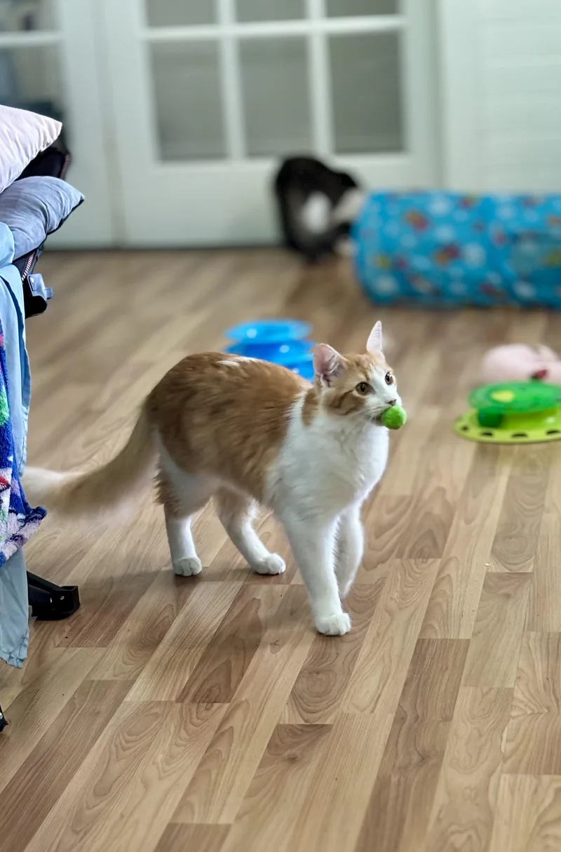 Tangelo Lapcat Lover Boy thumbnail 5