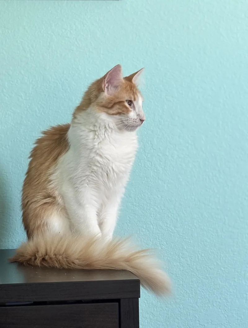 Tangelo Lapcat Lover Boy thumbnail 6