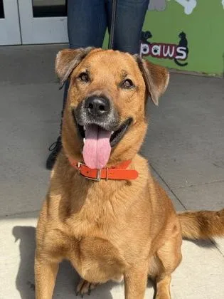 An adult extra large-sized male German Shepherd Dog dog named Chase for adoption in Gwinn, MI
