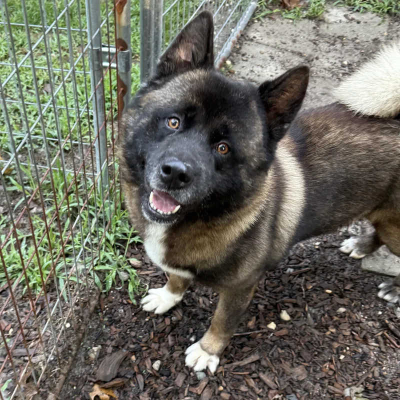 An adult large-sized male Tricolor (Brown, Black, & White) Akita dog named Noah for adoption in Toms River, NJ