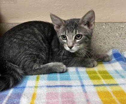 A young small-sized female Domestic Short Hair cat named Huron for adoption in Phoenix, AZ