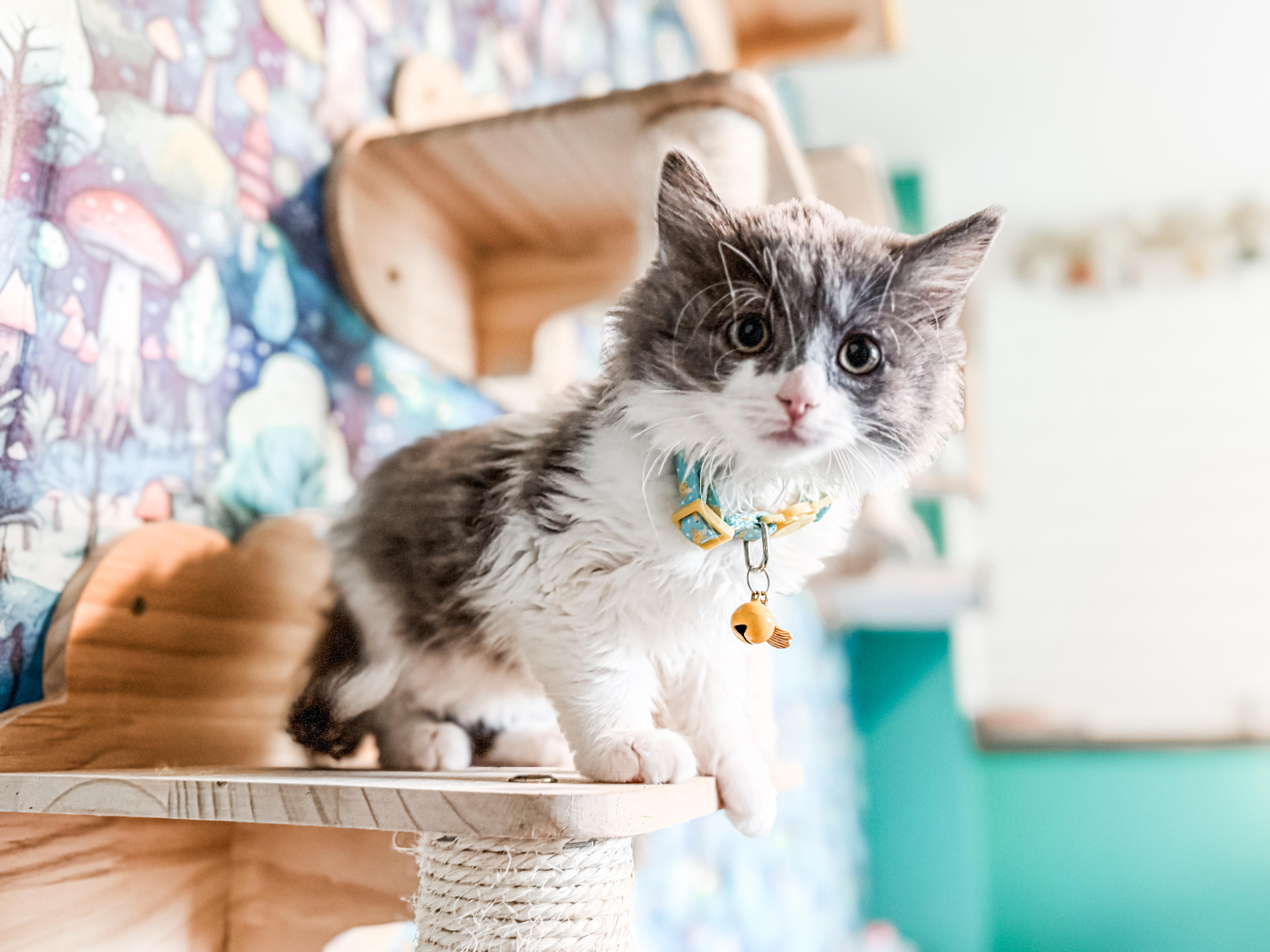 A baby small-sized female Gray & White Domestic Long Hair cat named Banksy for adoption in Sartell, MN