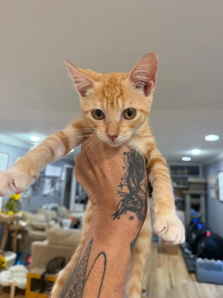 A baby large-sized female Domestic Short Hair cat named Gamora for adoption in warrenville, SC