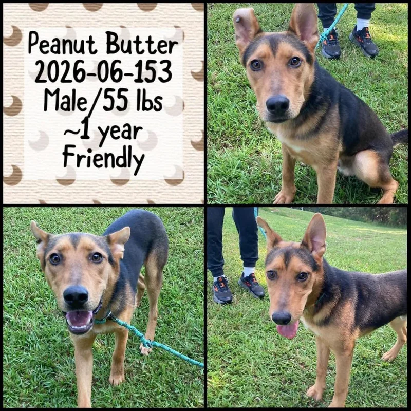A young medium-sized male Shepherd dog named Peanut Butter for adoption in Winder, GA