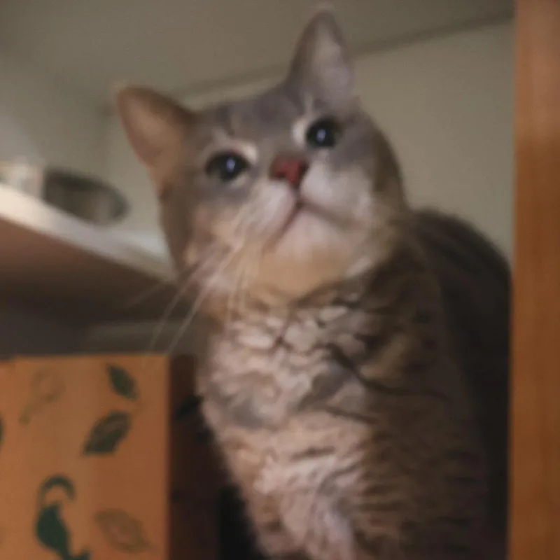 An adult medium-sized female Gray / Blue / Silver Domestic Short Hair cat named Fluffy for adoption in Saint Charles, MO
