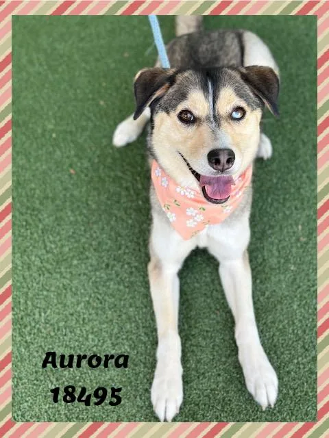 Aurora