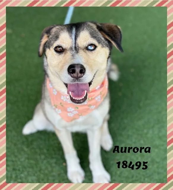 Aurora thumbnail 2