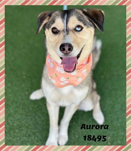 Aurora thumbnail 3