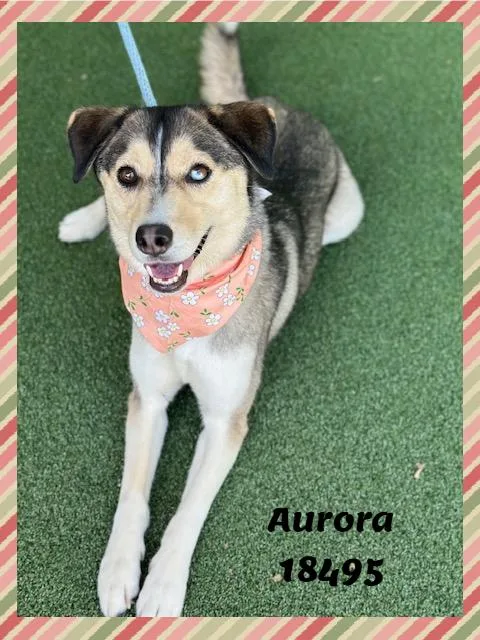 Aurora thumbnail 4