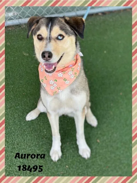 Aurora thumbnail 5