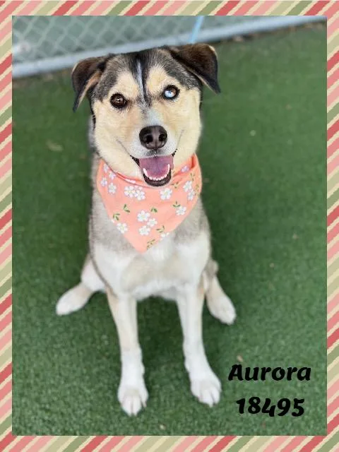 Aurora thumbnail 6