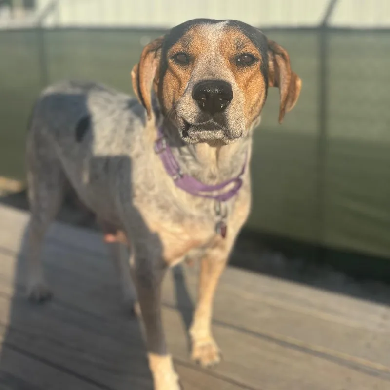 An adult medium-sized female White / Cream Bluetick Coonhound dog named JewelMom for adoption in St. Peters, MO