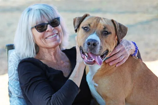An adult large-sized male Staffordshire Bull Terrier dog named Zorro for adoption in Albuquerque, NM