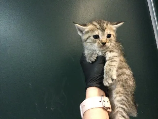 A baby small-sized female Domestic Short Hair cat named Rose for adoption in Thousand Palms, CA