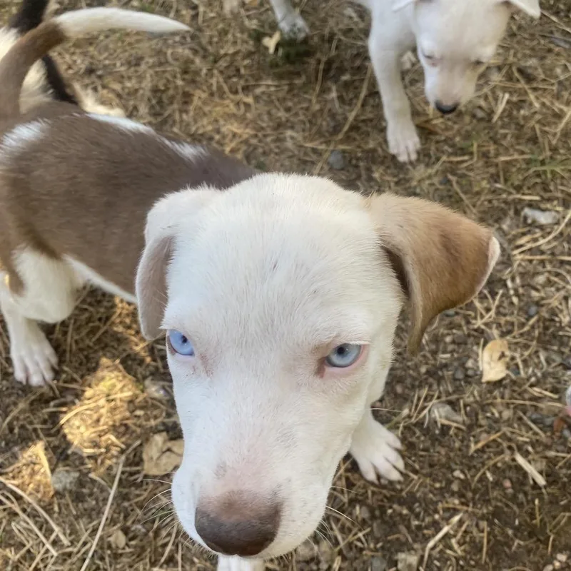 A baby medium-sized female White / Cream American Staffordshire Terrier dog named Libby for adoption in Escondido, CA