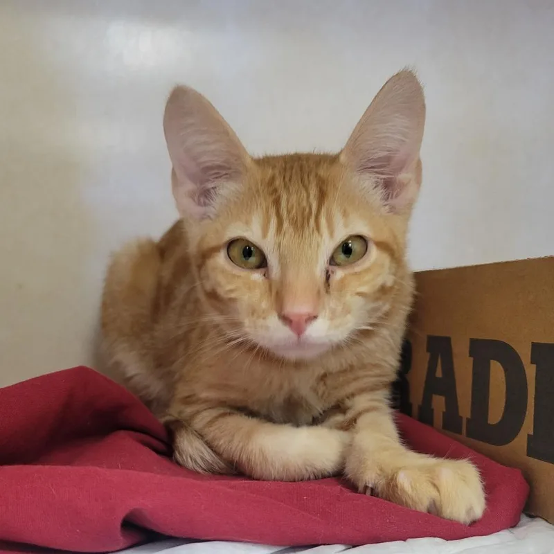 A baby small-sized male Orange / Red Domestic Short Hair cat named Heath Burns for adoption in Westminster, CA