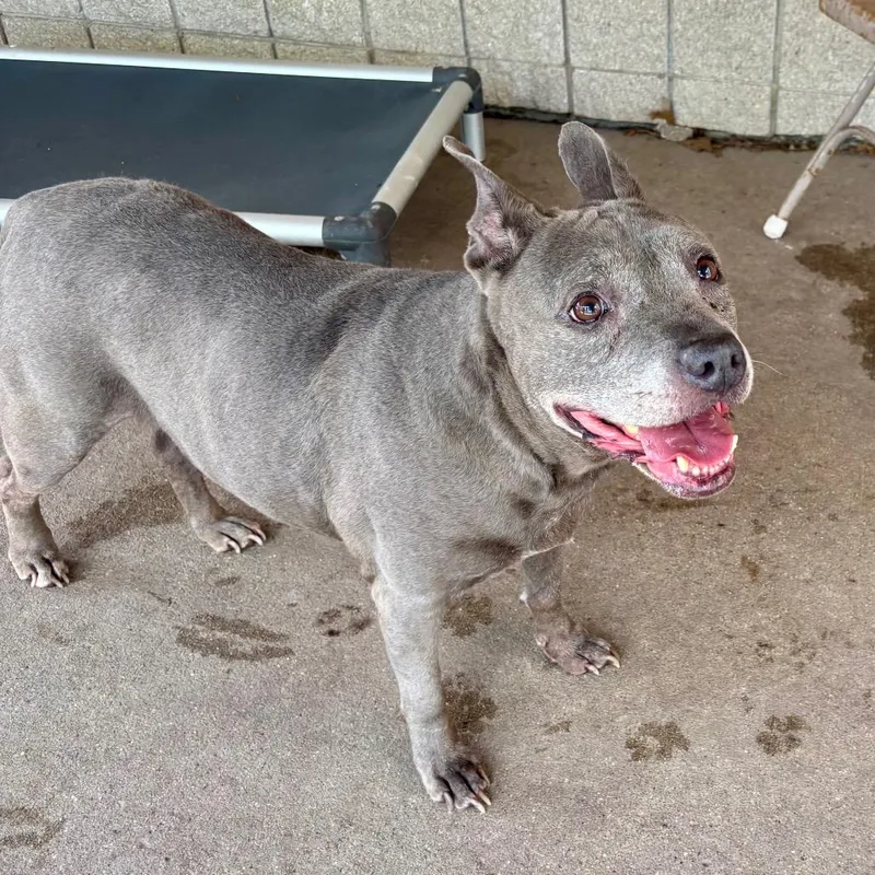 An adult medium-sized female Gray / Blue / Silver Mixed Breed dog named Meema for adoption in Edwardsville, IL