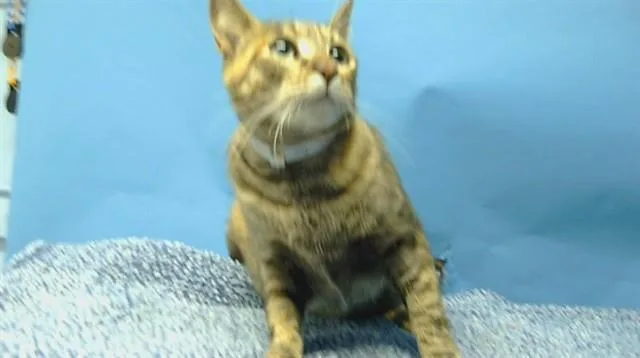 A young medium-sized female Domestic Short Hair cat named Nina for adoption in Gardena, CA