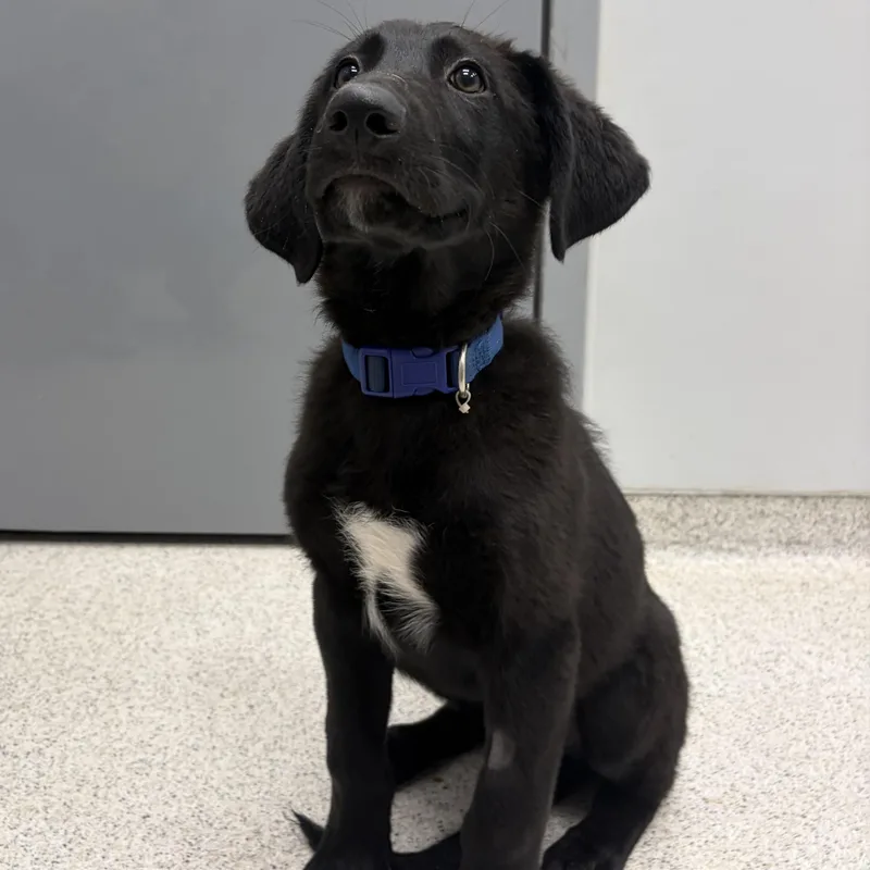 A baby extra large-sized male Mixed Breed dog named McIntosh for adoption in Cooperstown, NY