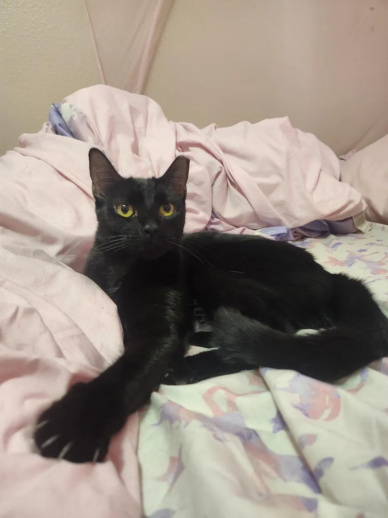 A baby medium-sized female Black Bombay cat named Tirzah for adoption in Phoenix, AZ