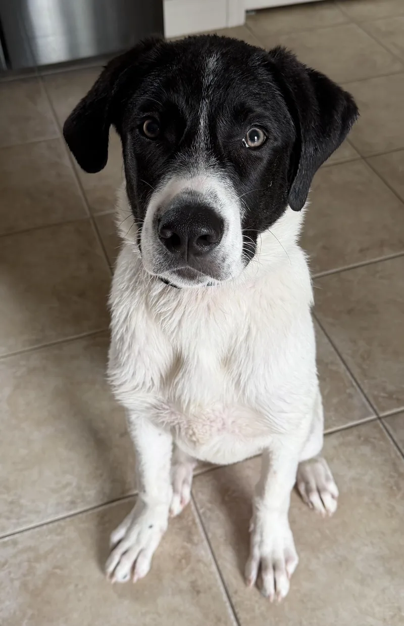 A baby large-sized male White / Cream Great Dane dog named Lincoln for adoption in Boiling Springs, PA