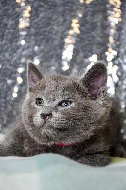 A baby small-sized female Domestic Short Hair cat named Morgan for adoption in Yakima, WA