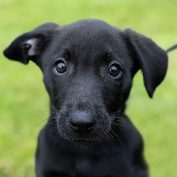 A baby medium-sized female Labrador Retriever dog named Pheobe for adoption in Dublin, CA