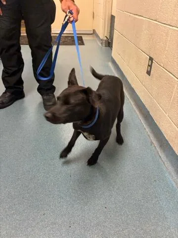 A young small-sized female Mixed Breed dog named Velvet Thunder for adoption in West Palm Beach, FL