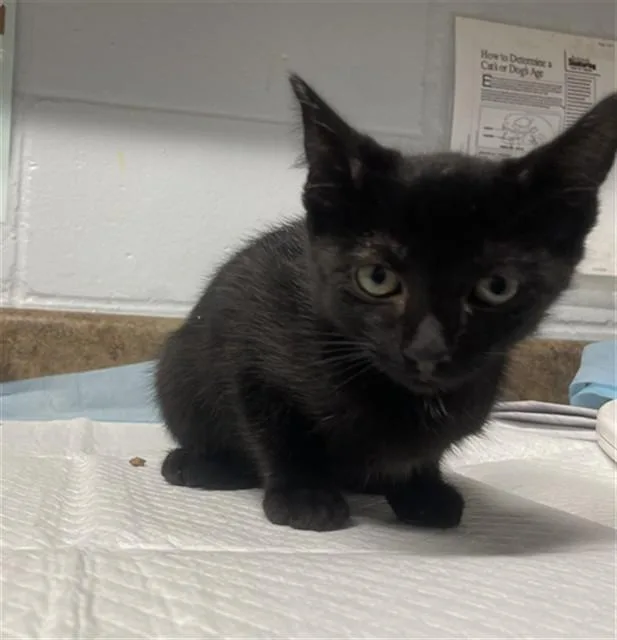 A baby small-sized male Domestic Short Hair cat named Superman for adoption in Tallahassee, FL