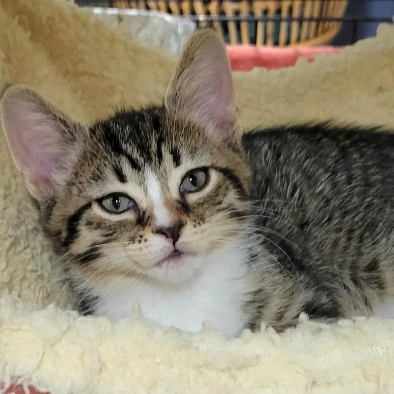 A baby small-sized male Brown / Chocolate Domestic Short Hair cat named Comet for adoption in Pennsville, NJ
