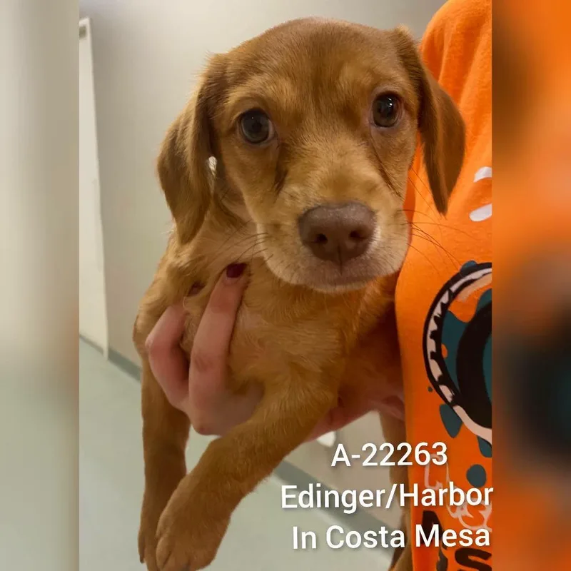 A baby small-sized female Red / Chestnut / Orange Chihuahua dog named WAGSStray for adoption in Westminster, CA