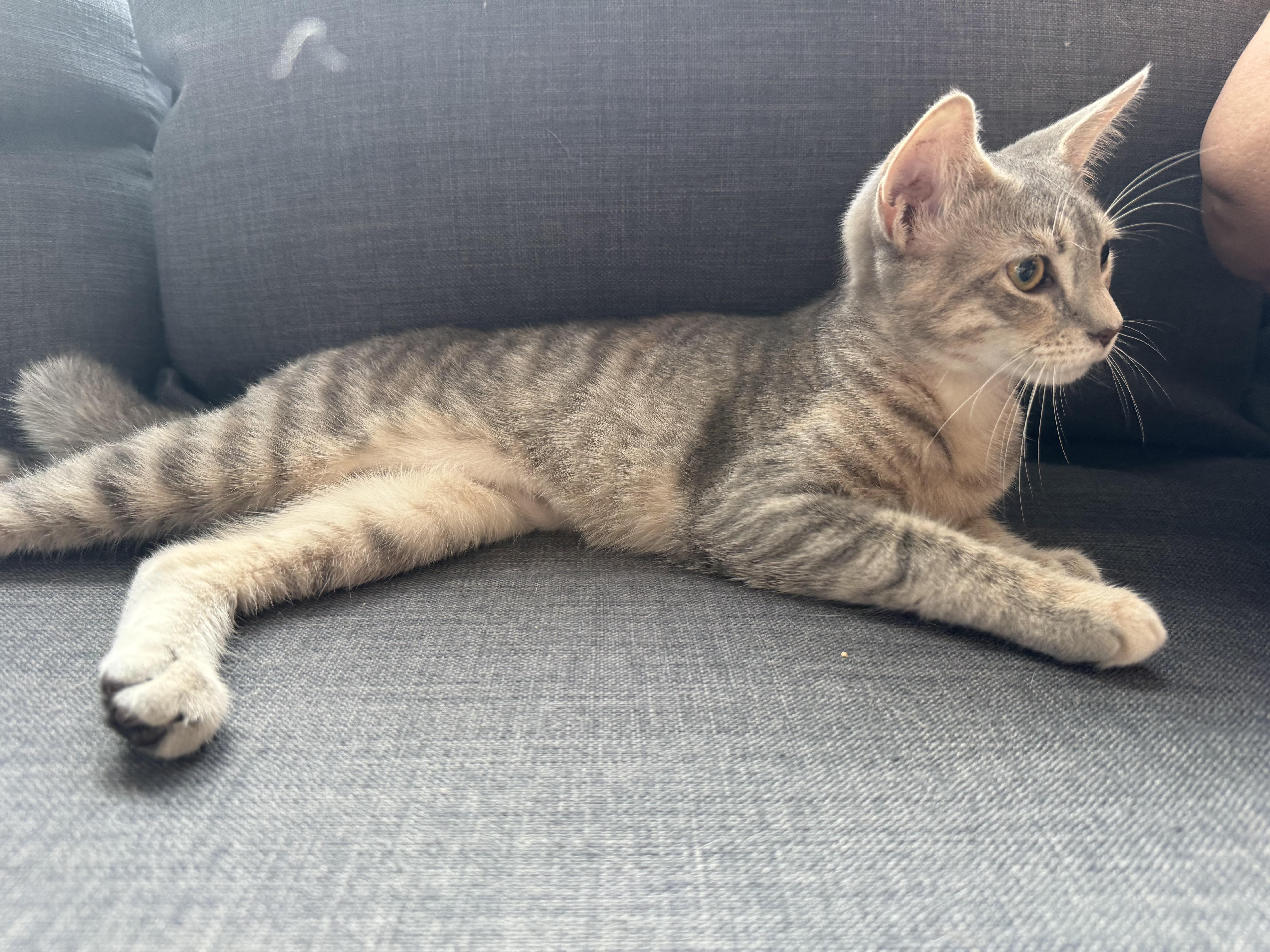 A baby medium-sized female Tabby (Tiger Striped) Domestic Short Hair cat named Paris for adoption in Berkeley Heights, NJ
