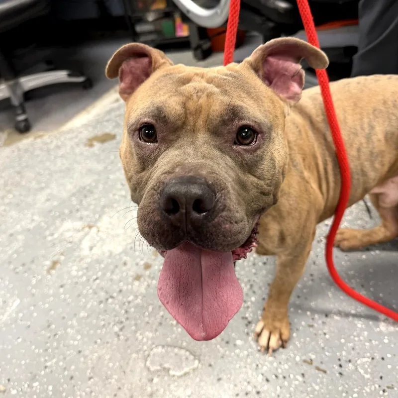 An adult medium-sized male Brindle Pit Bull Terrier dog named John Henry for adoption in St Joseph, MO